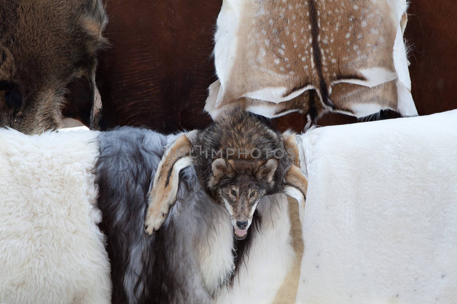Wild animal fur skins of killed deers, goats and wolf head selling at craft market