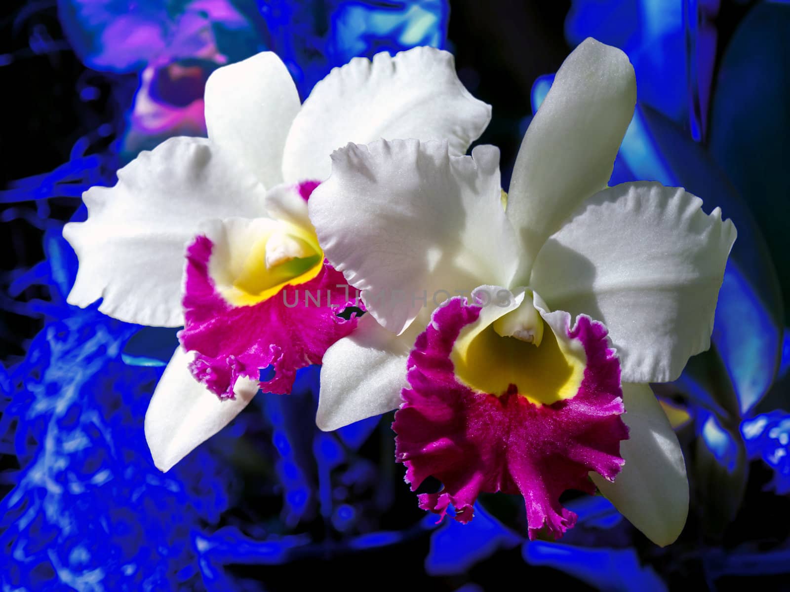 Two white-pink orchids on a blue background. by GNNick