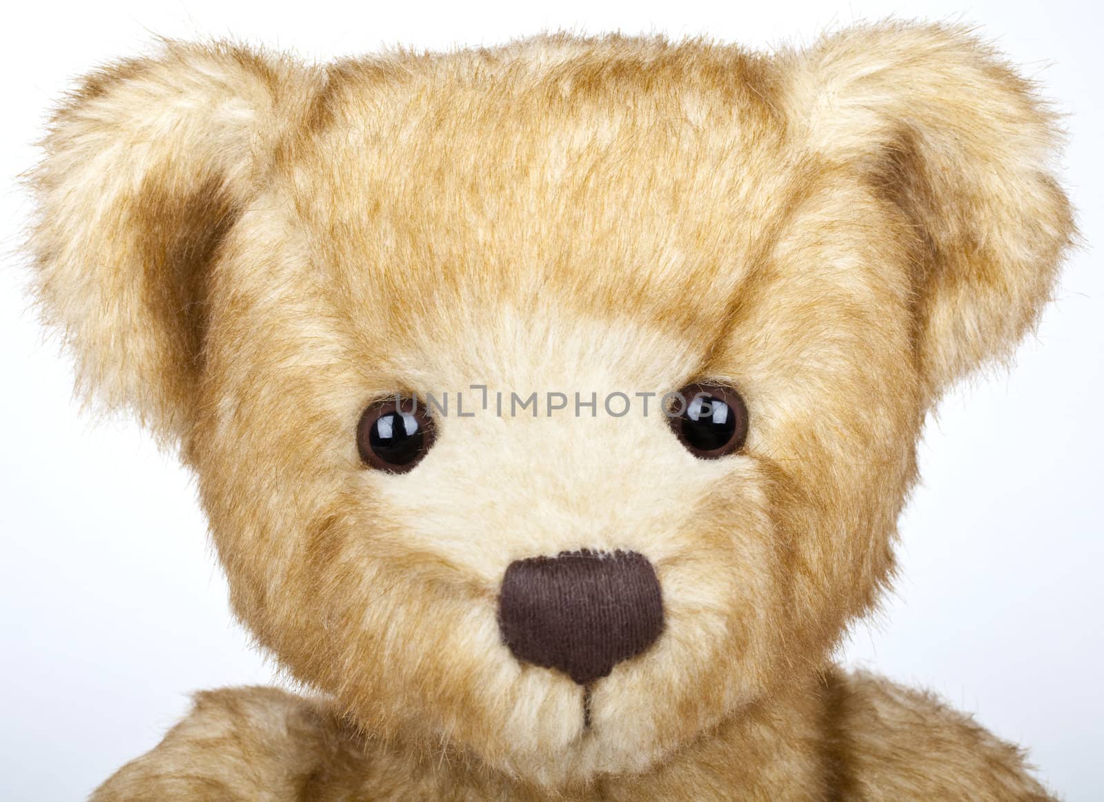 A traditional Teddy Bear on a white background.