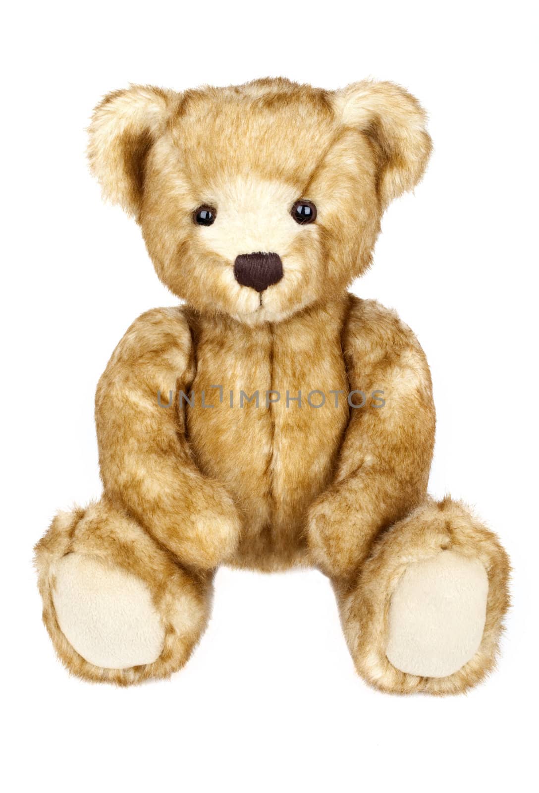A traditional Teddy Bear on a white background.