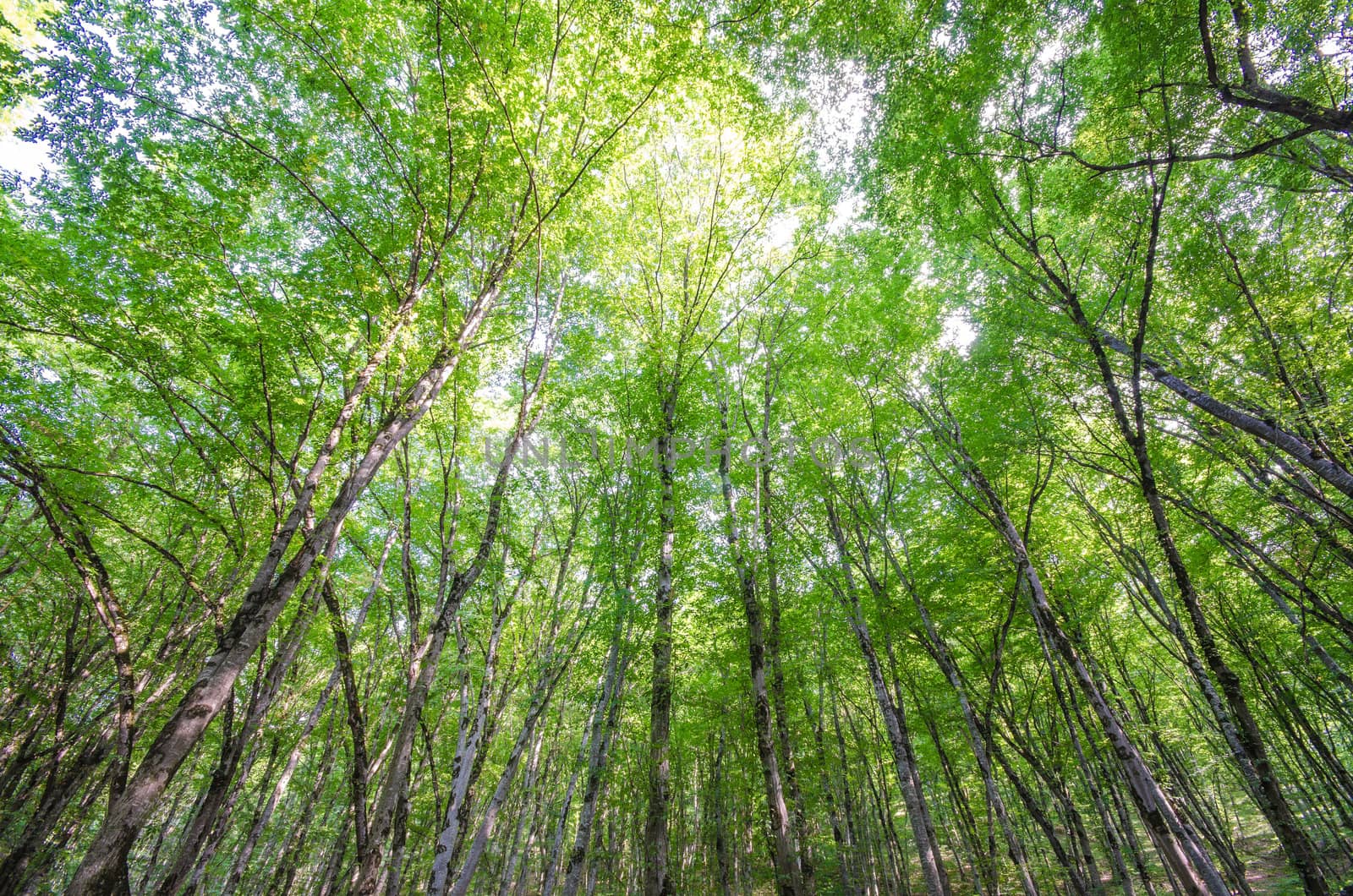 Green forest in bright summer day