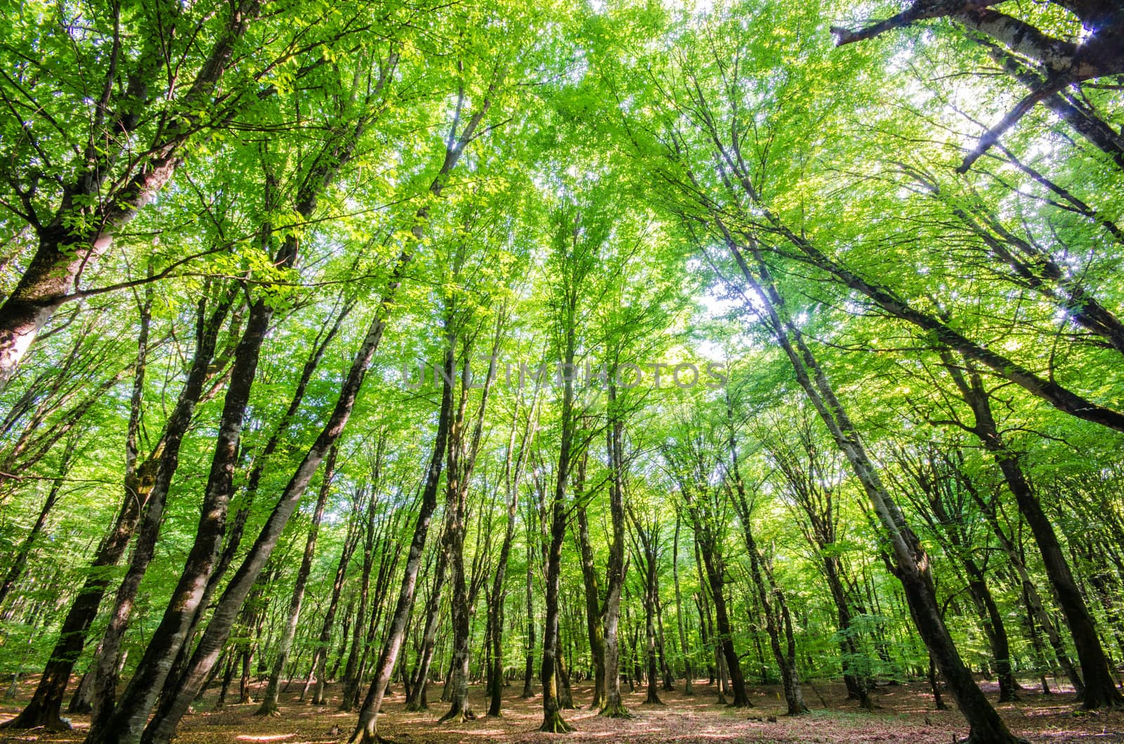 Green forest during bright summer day