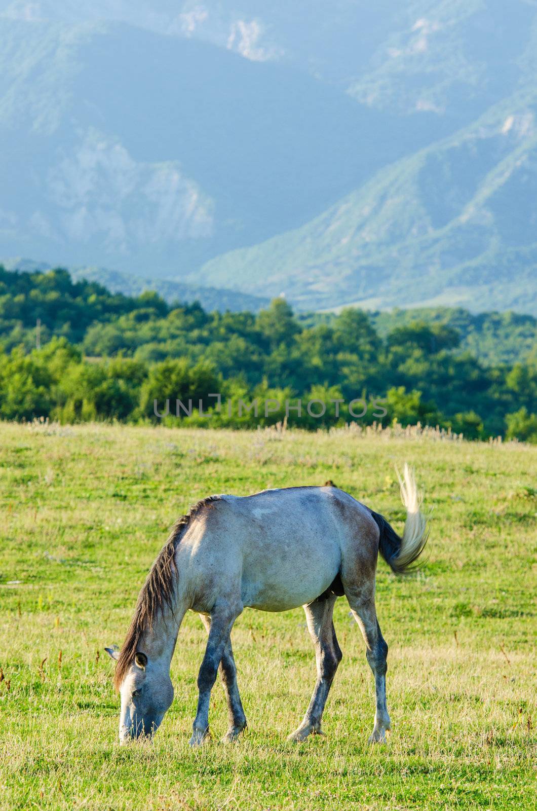 Lonely horse at the meadow