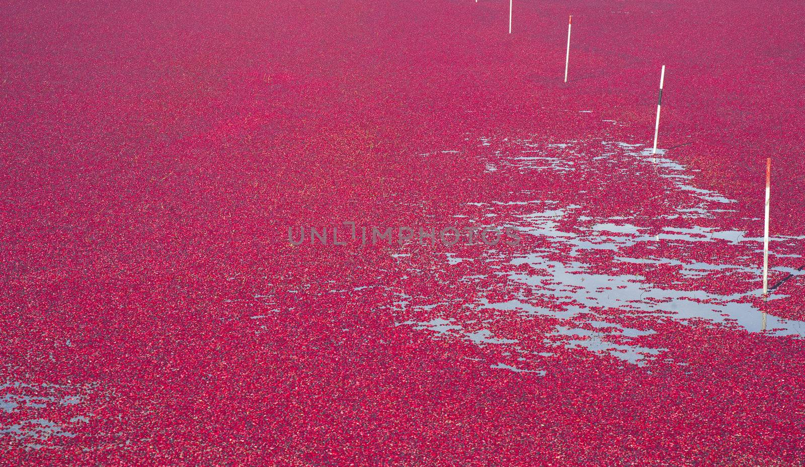 Cranberry Bog by ChrisBoswell