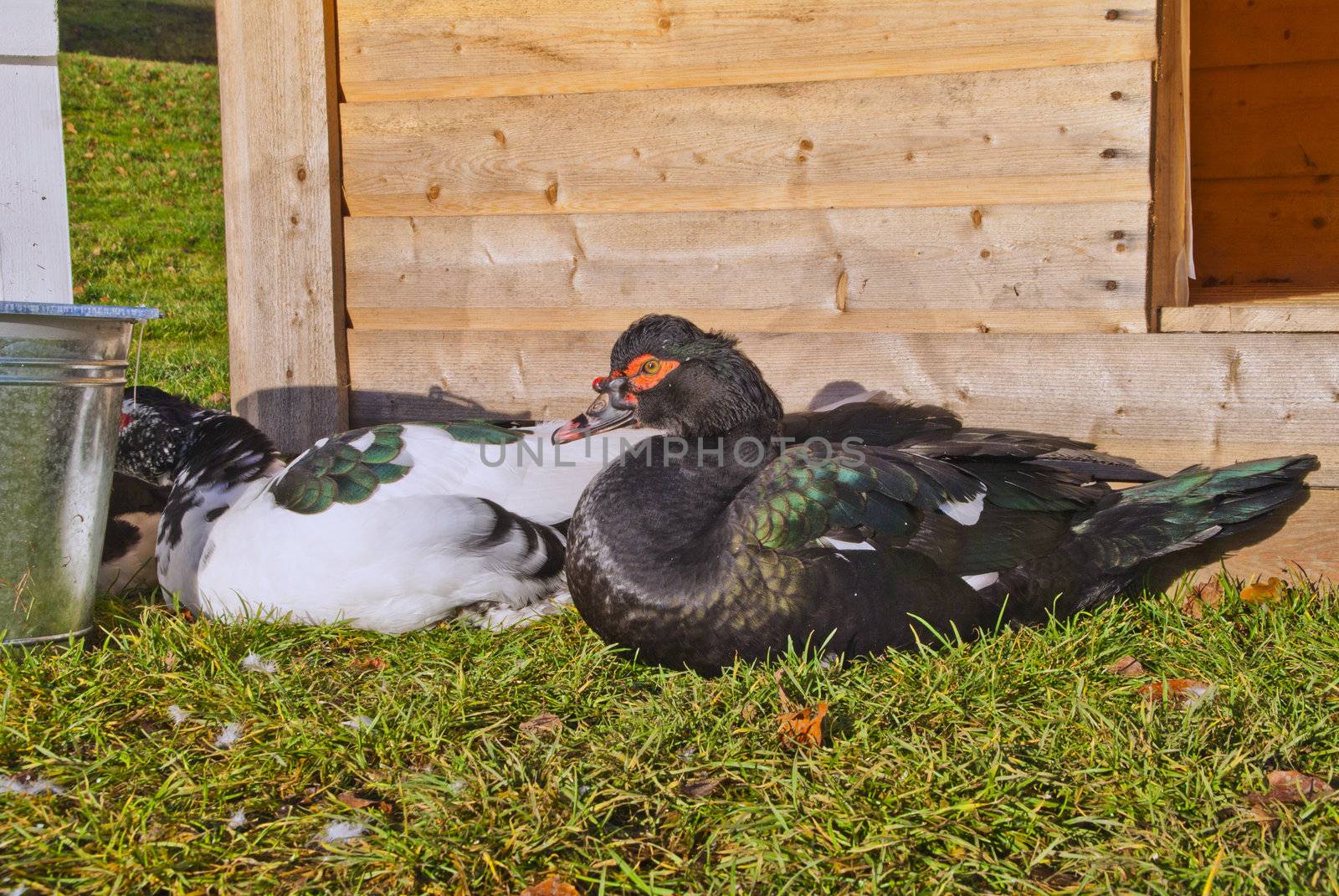 muscovy duck (cairina moschata) at fredriksten in halden by steirus