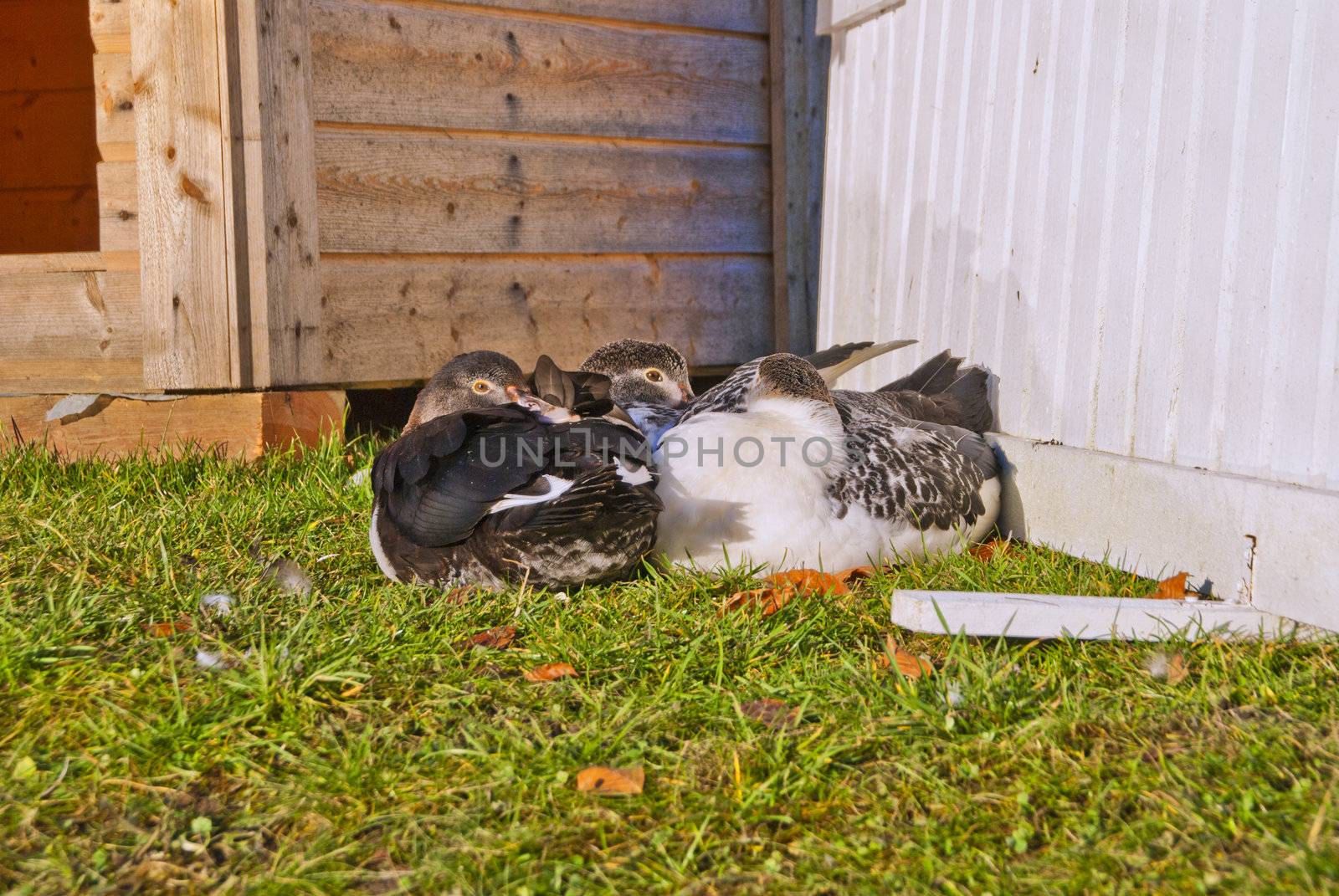 by the duck pond at fredriksten fortress in halden  has it been set out a family of six with muscovy duck, one drake, one hen and four ducklings, the muscovy duck is a large duck native to mexico, central, and south america, image is shot in november 2012 and shows three of the ducklings.