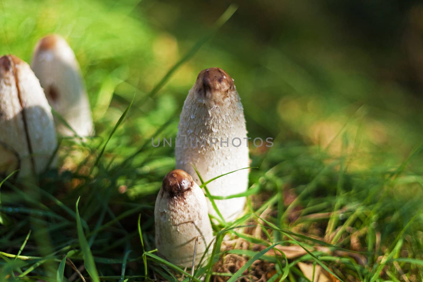 White edible mushrooms in mountain green grass