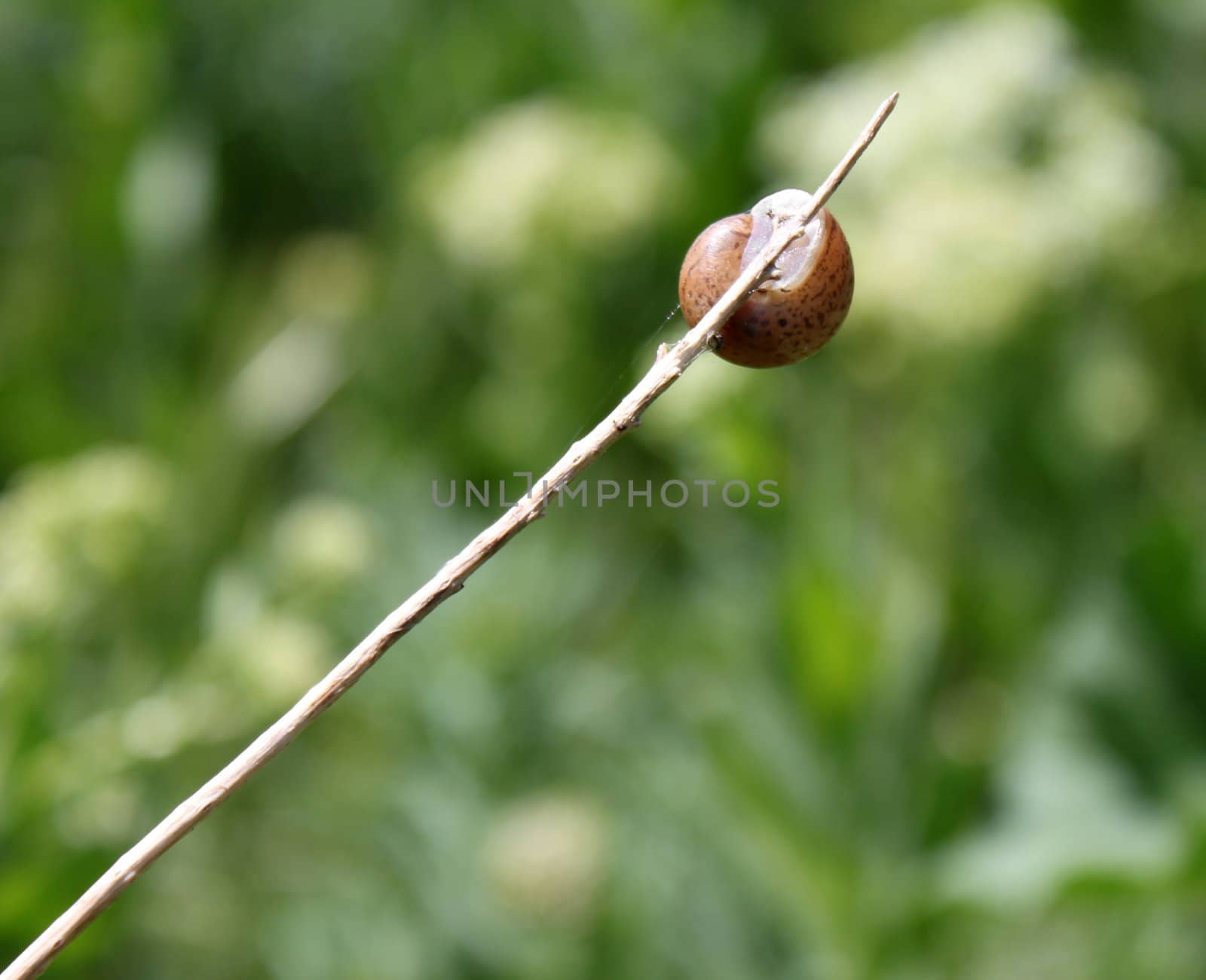 close up of snail on a dry blade