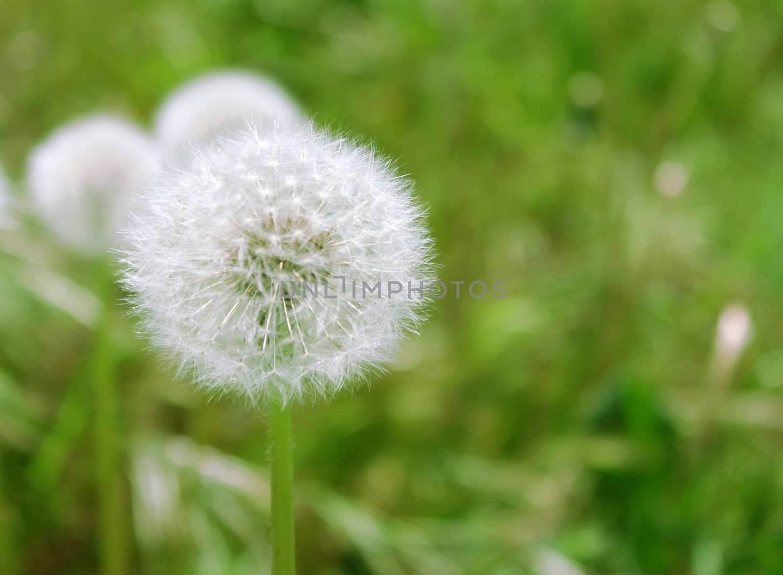 close up of dandelion in grass