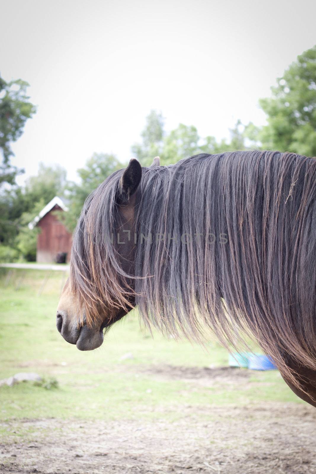 Vertical photo of a horse with long mane