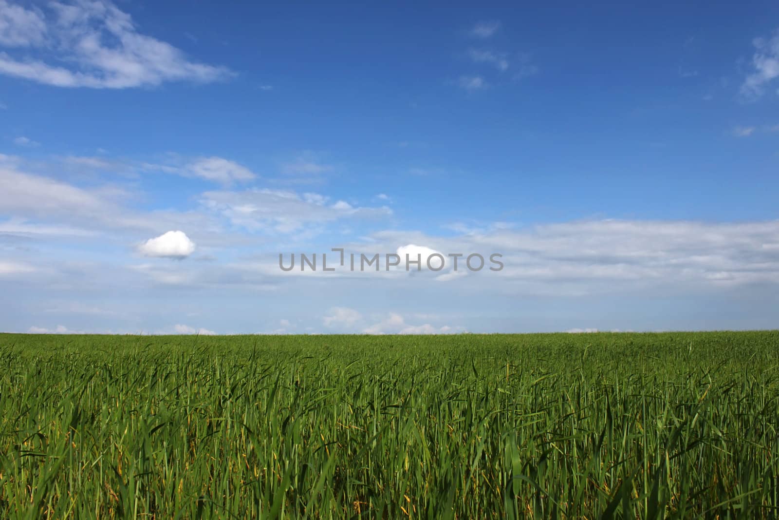 wheat field under blue sky