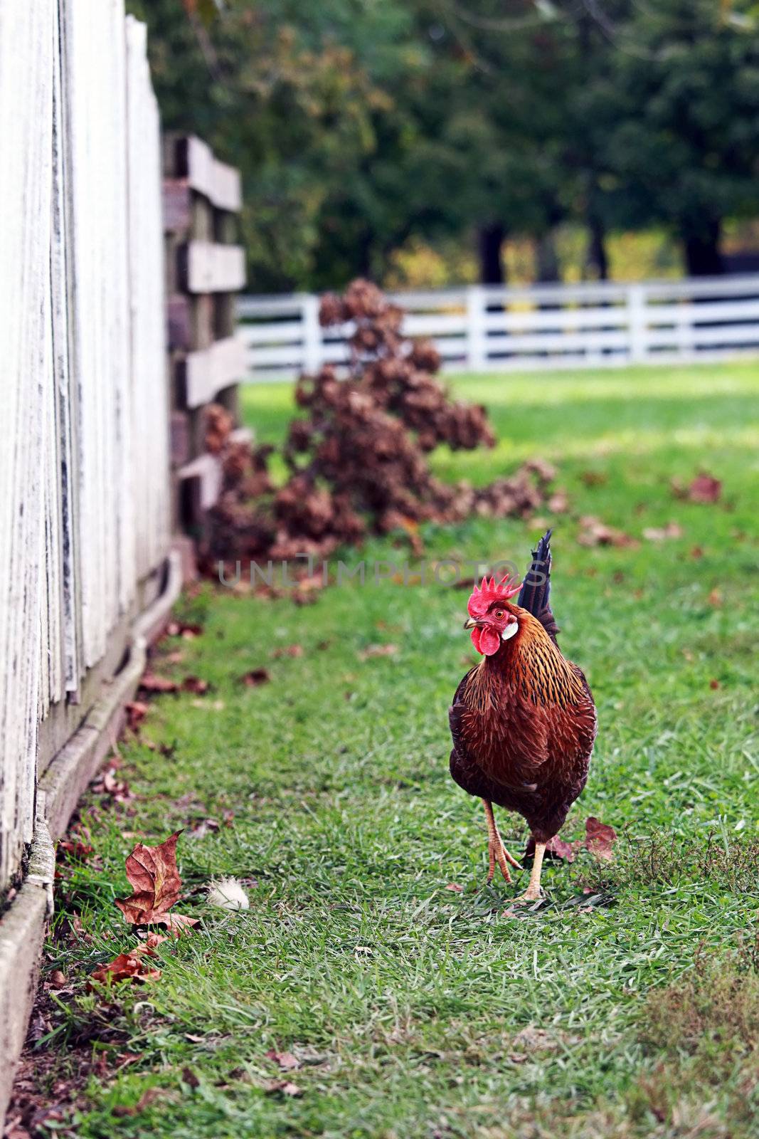 Free range rooster walking around the farm yard.