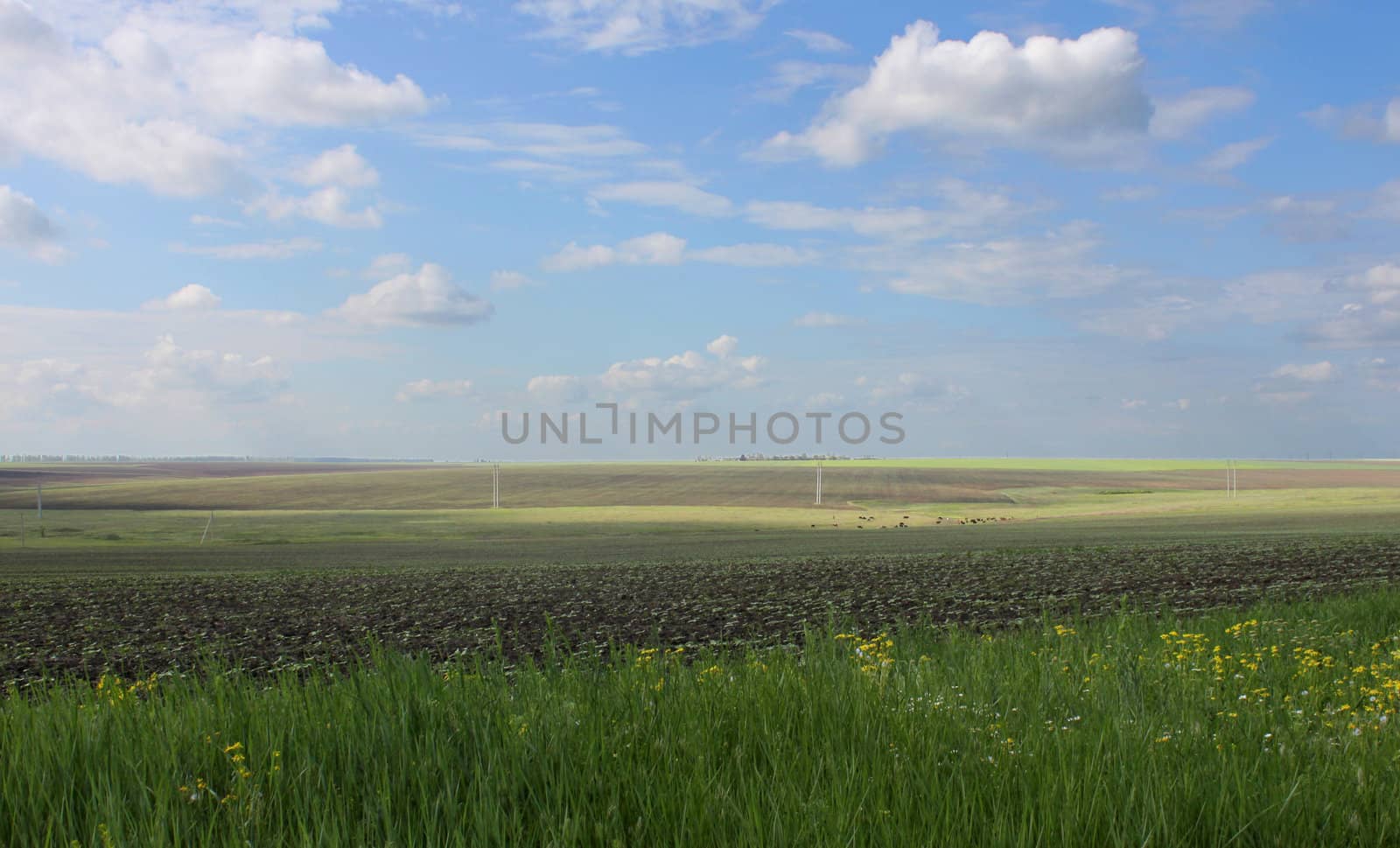 rural landscape: field under blue sky