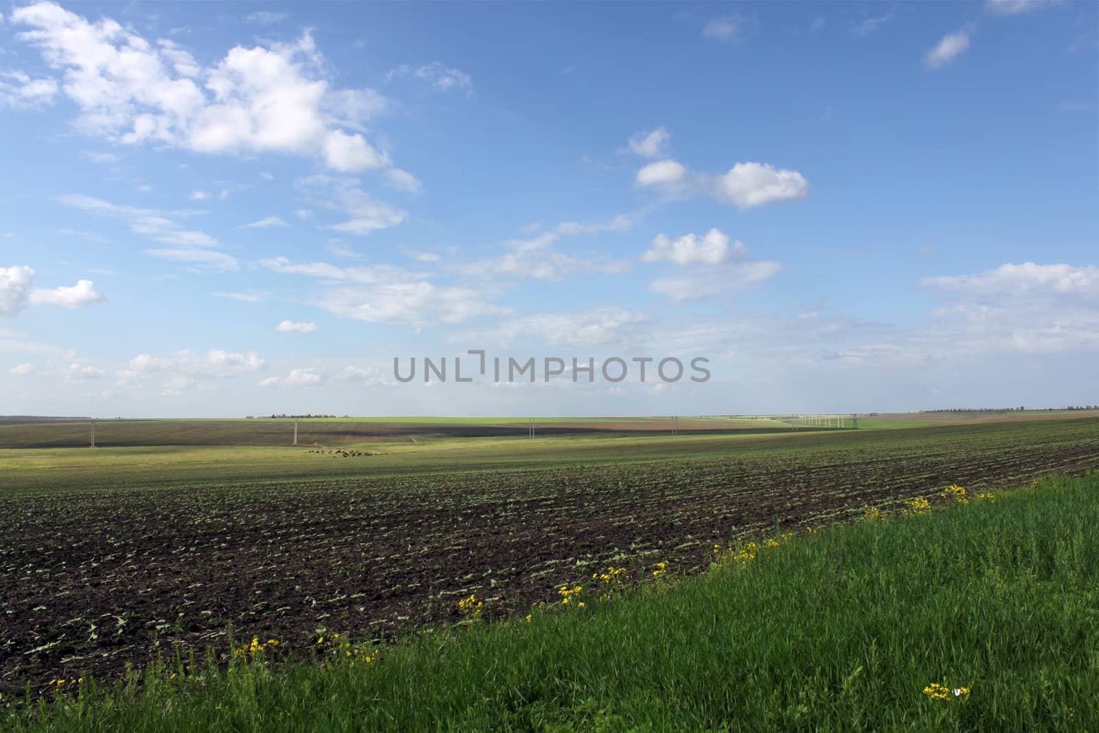 rural landscape: field under blue sky