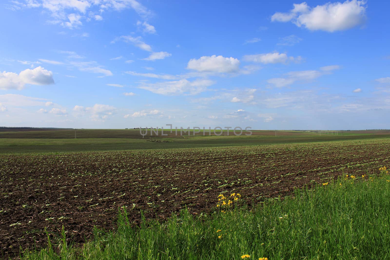 rural landscape