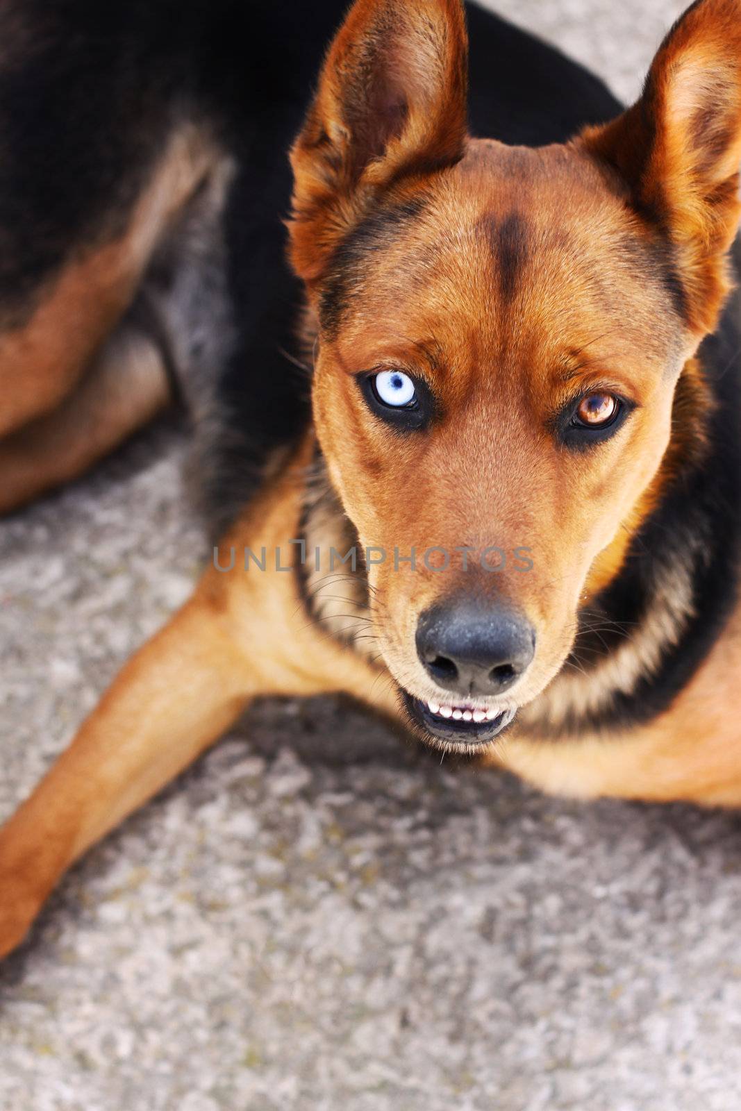 A mixed breed dog with one blue and one brown eye