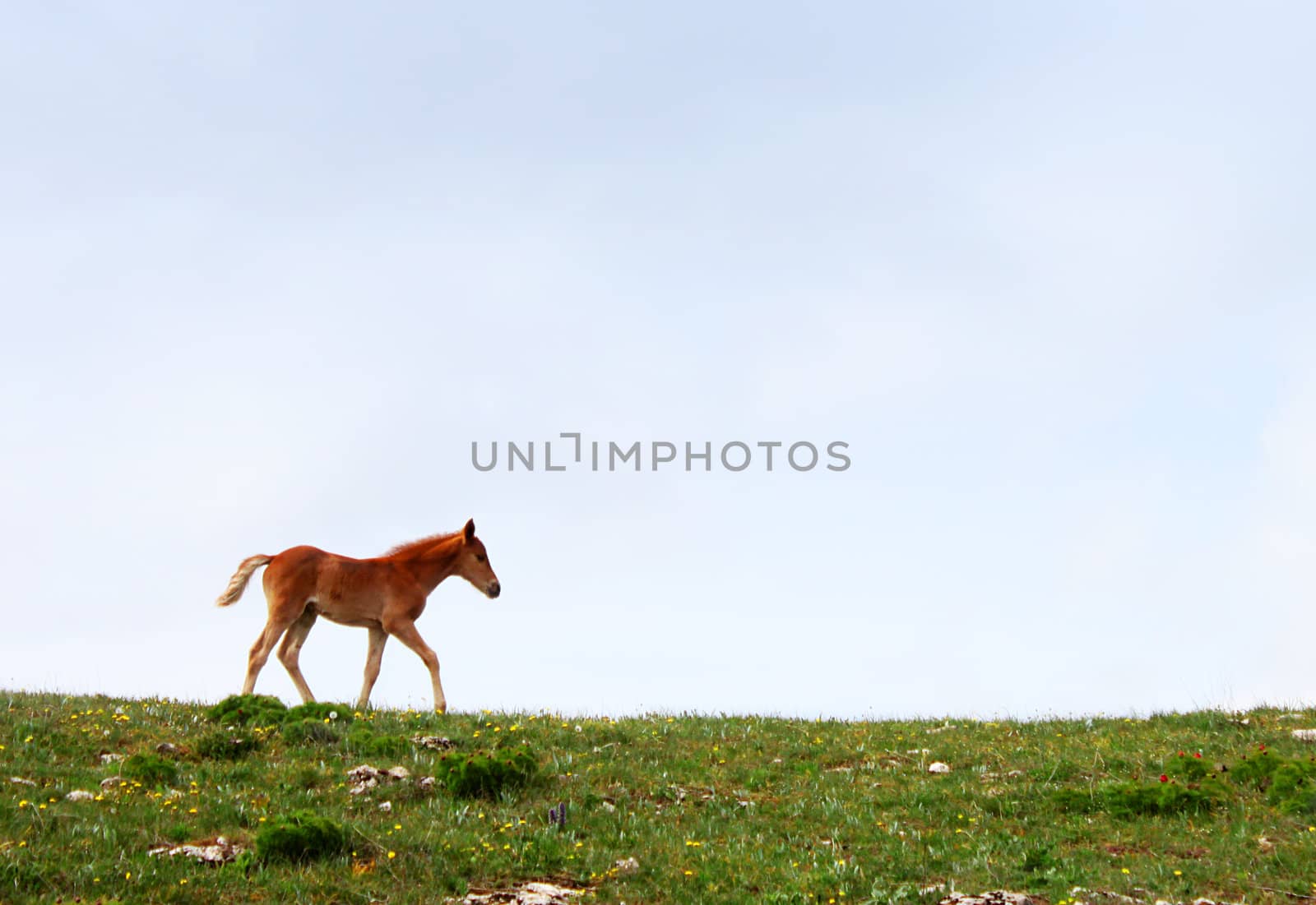 foal on meadow