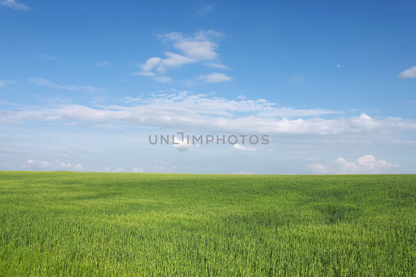 wheat field under blue sky