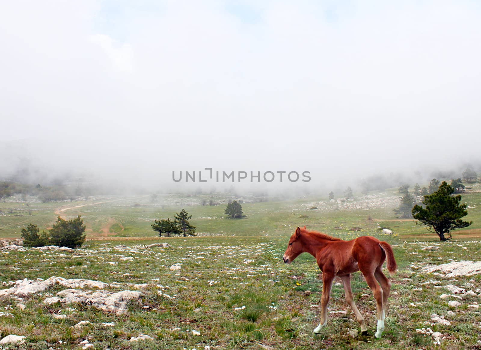 foal on foggy meadow