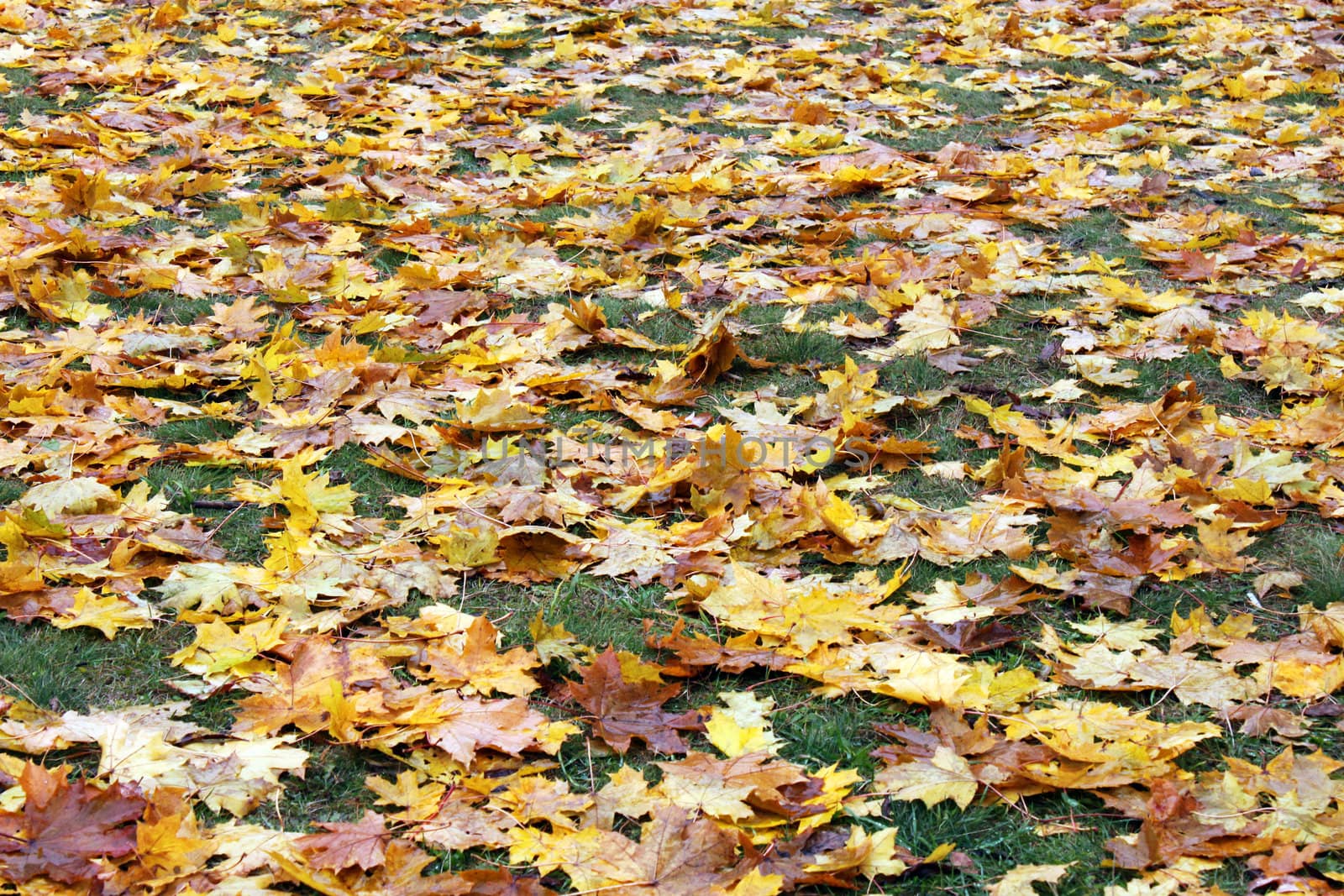 dry leaves on ground