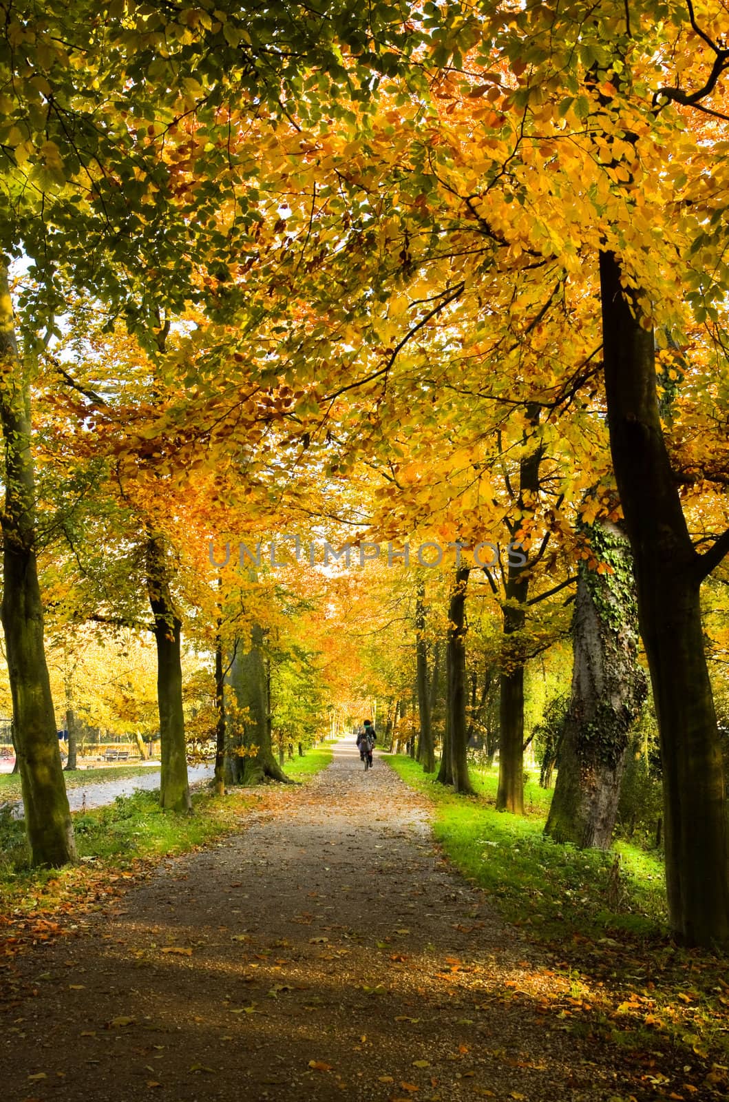 Lane in park with beech trees in fall colors by Colette