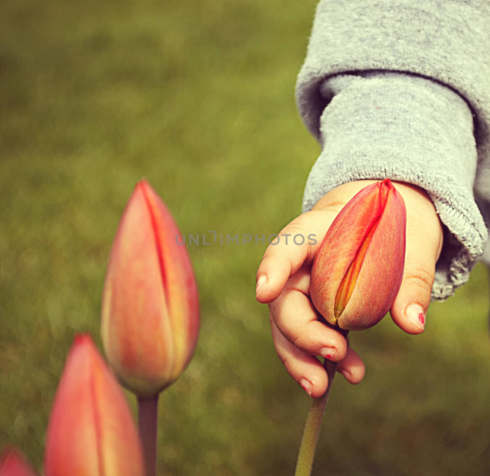 Little girl's hand with the tulips. Represent care, love. Present for Mother's Day or for any other occasion. by malija