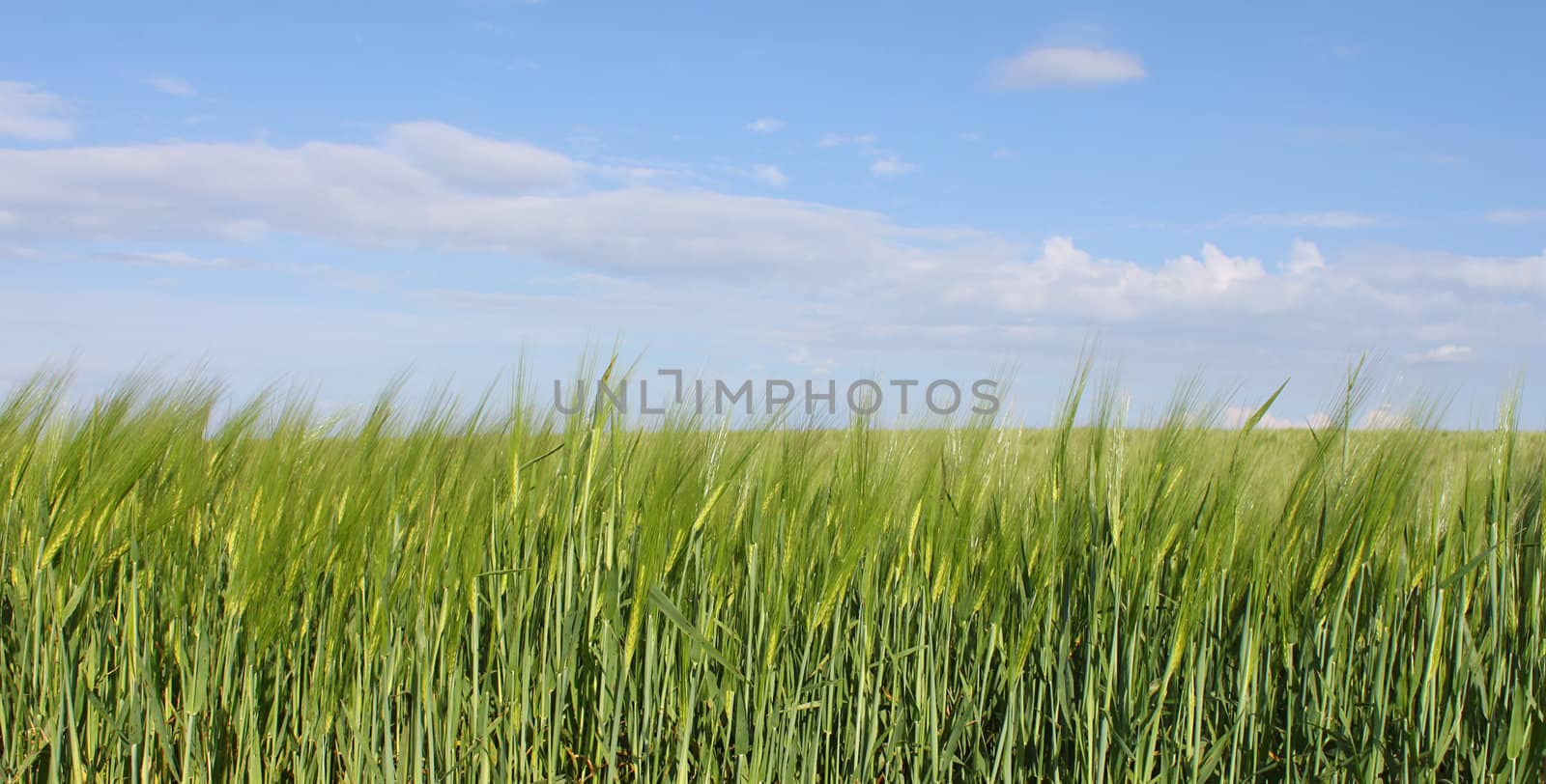 green wheat field