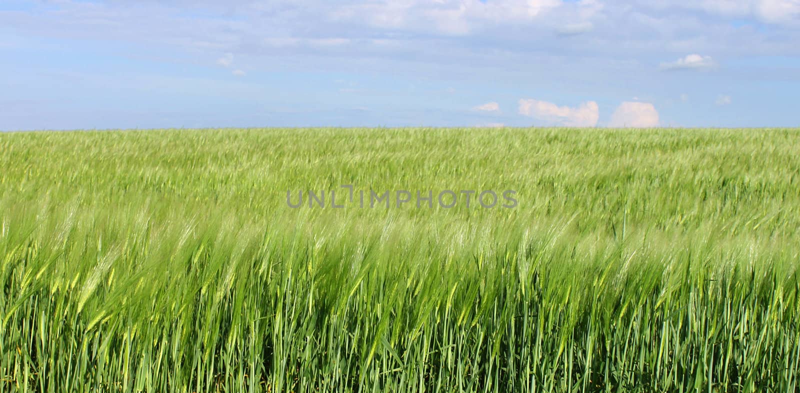 wheat field under blue sky