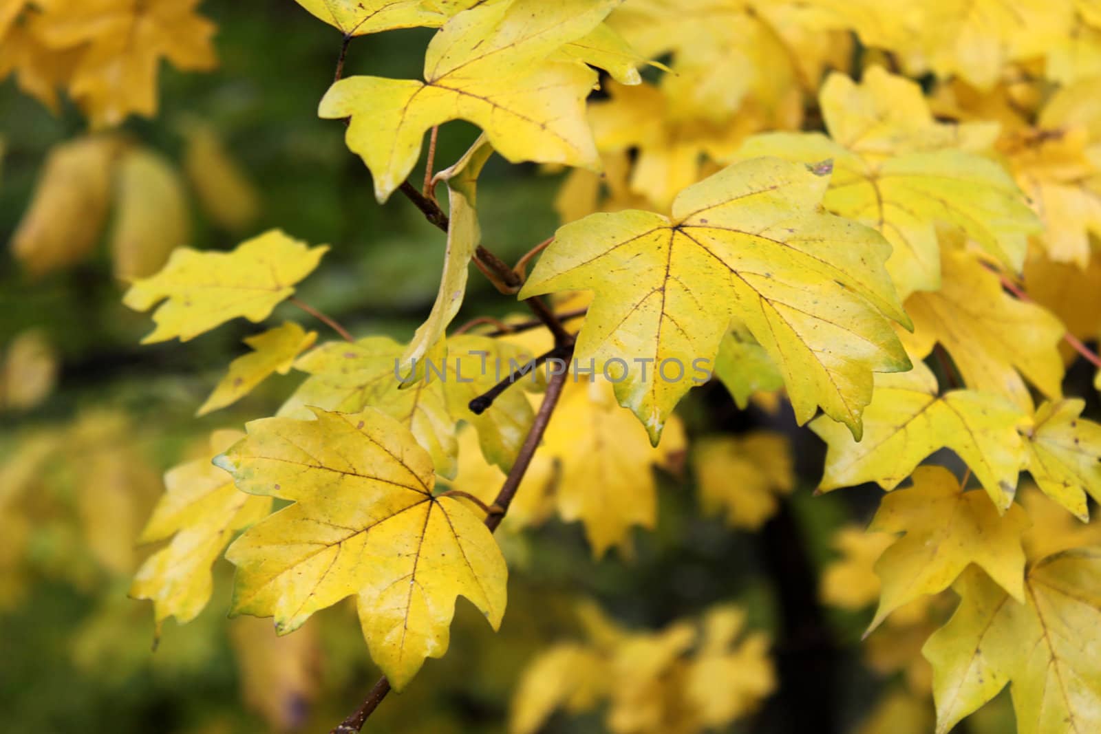 maple tree leaves under rain