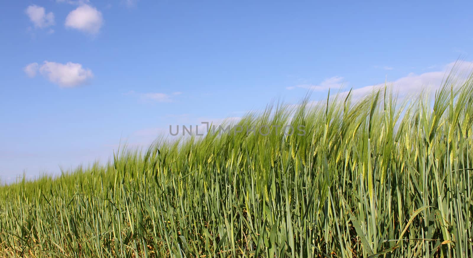 wheat field under blue sky