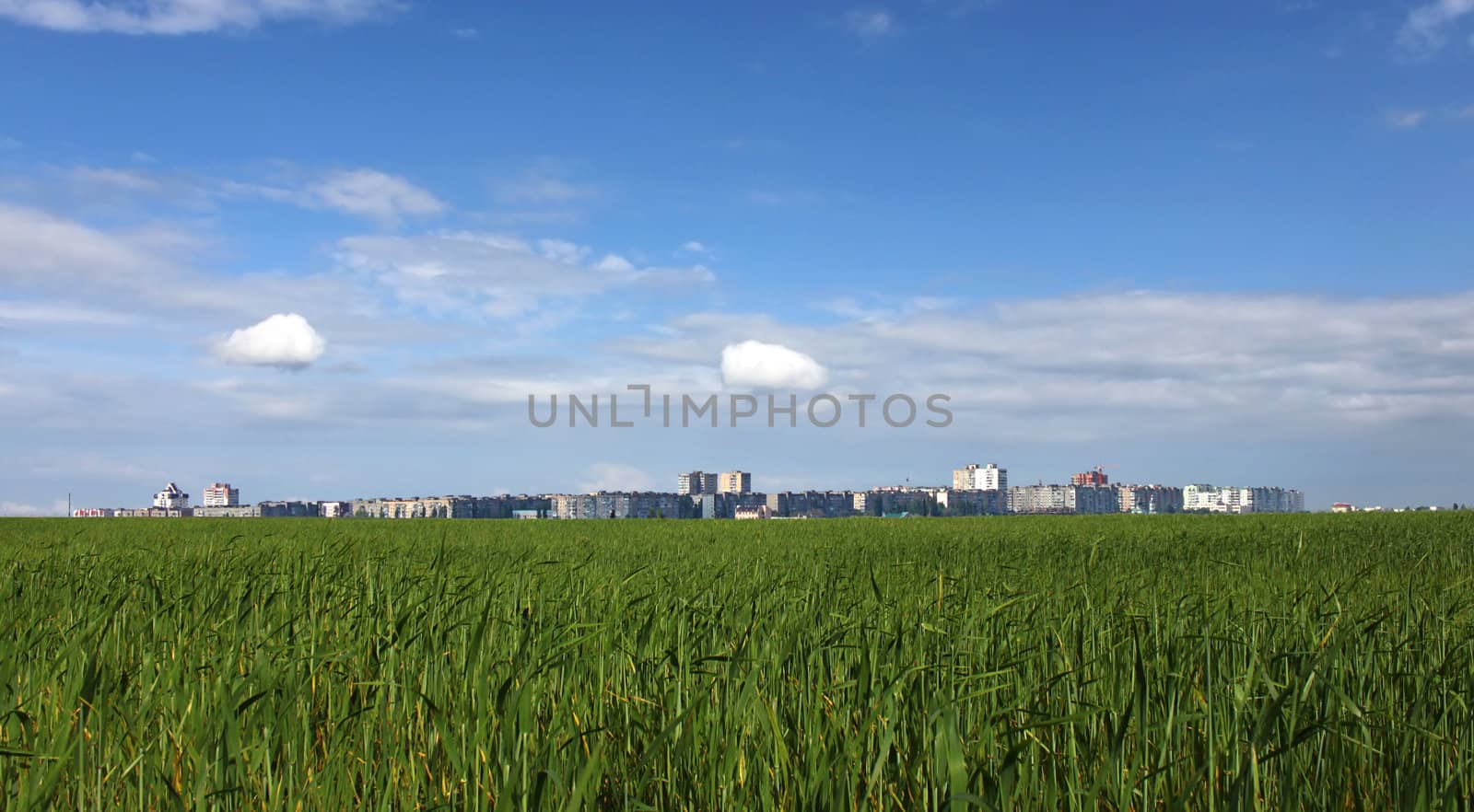 view on town behind wheat field