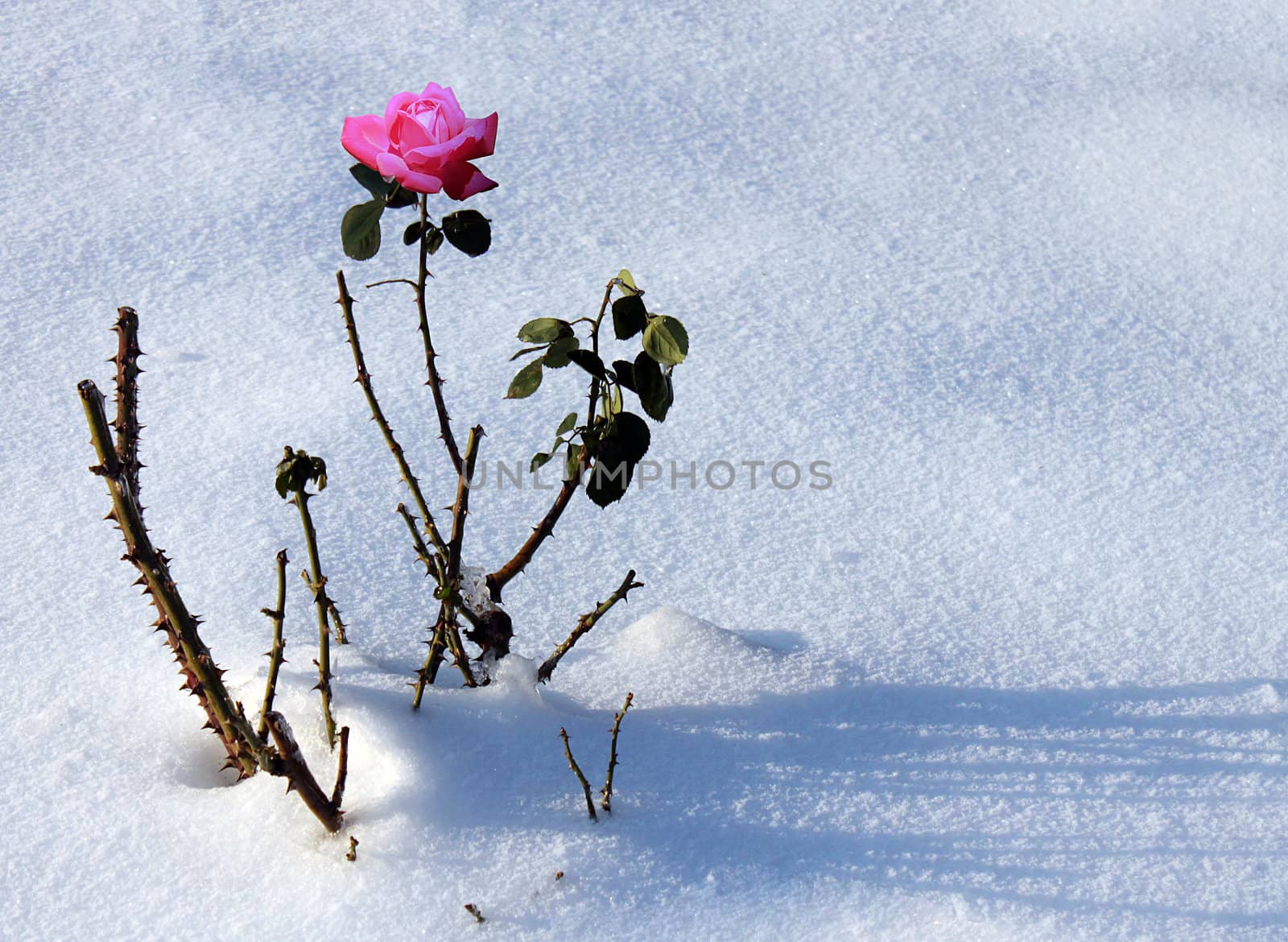 pink rose in snow