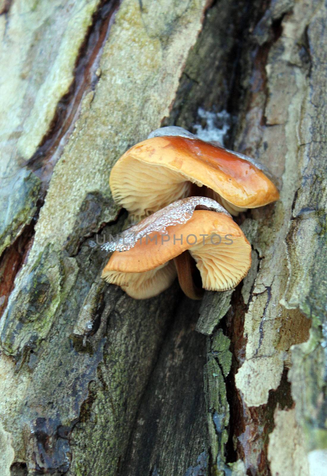 mushrooms on trunk of tree at winter