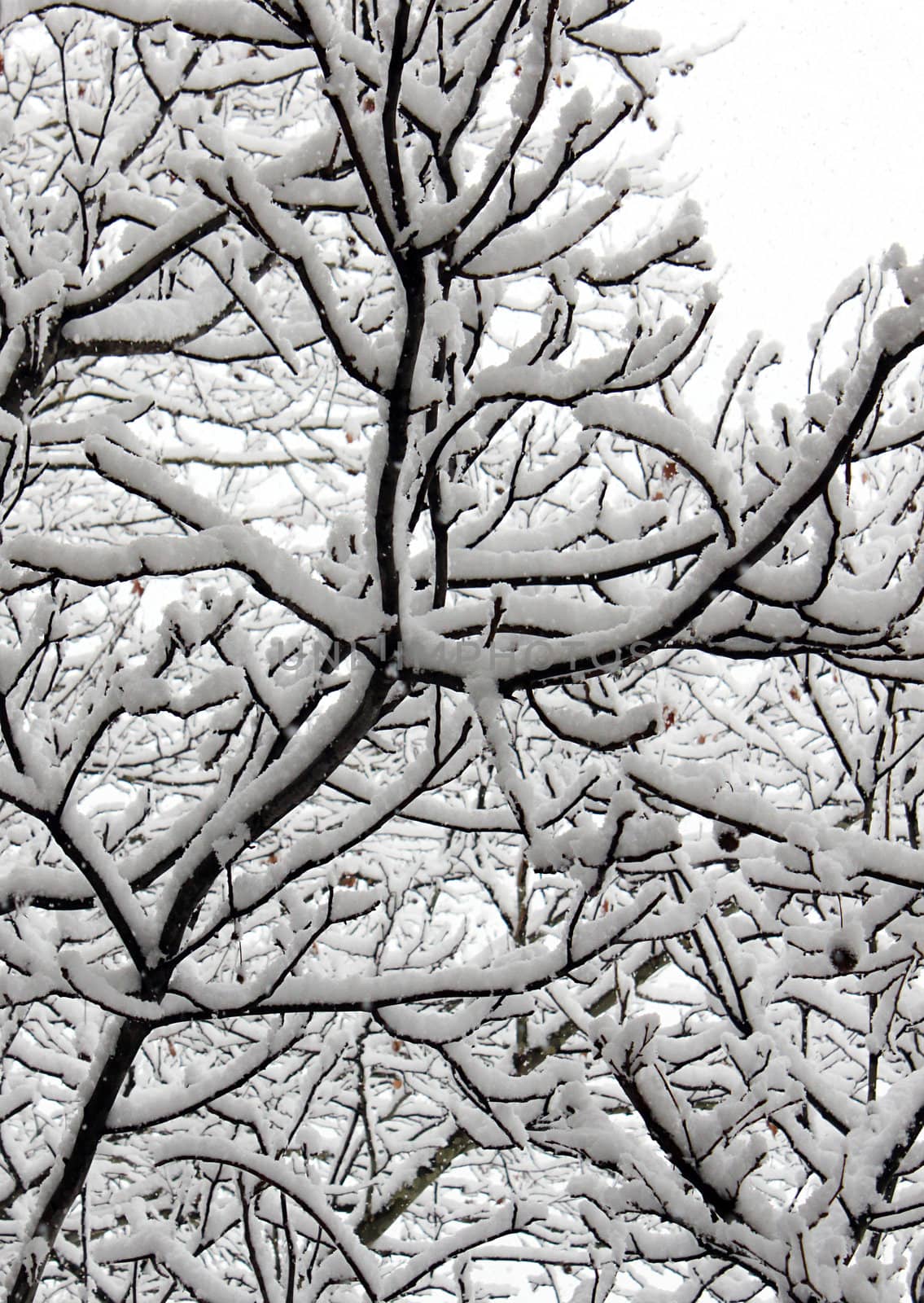 tree at winter by romantiche