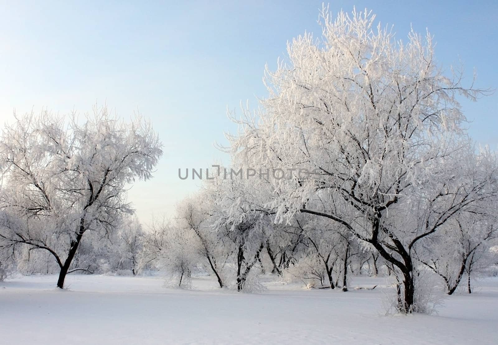 park at winter day