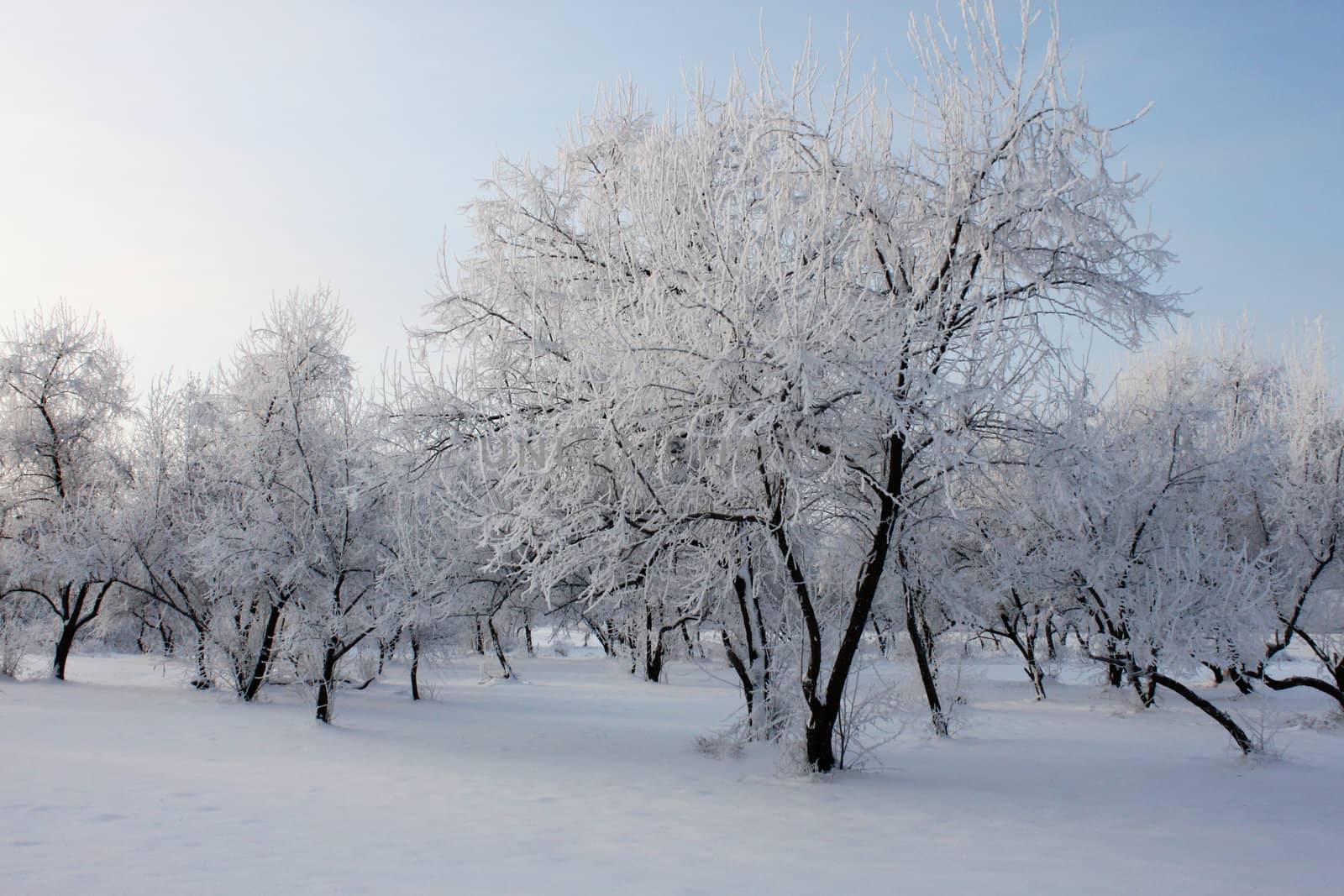 park at winter day