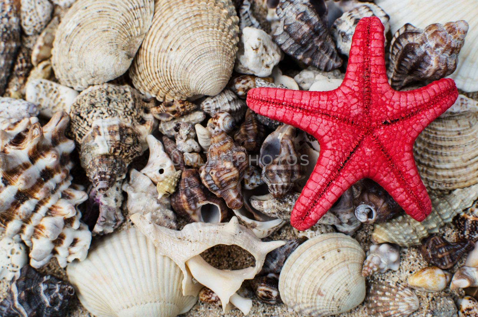 Starfish and shells on a sandy beach