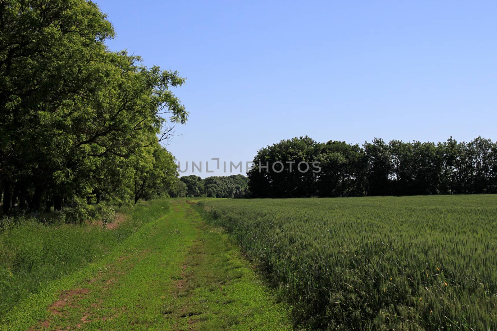 ridge of wheat field at summer