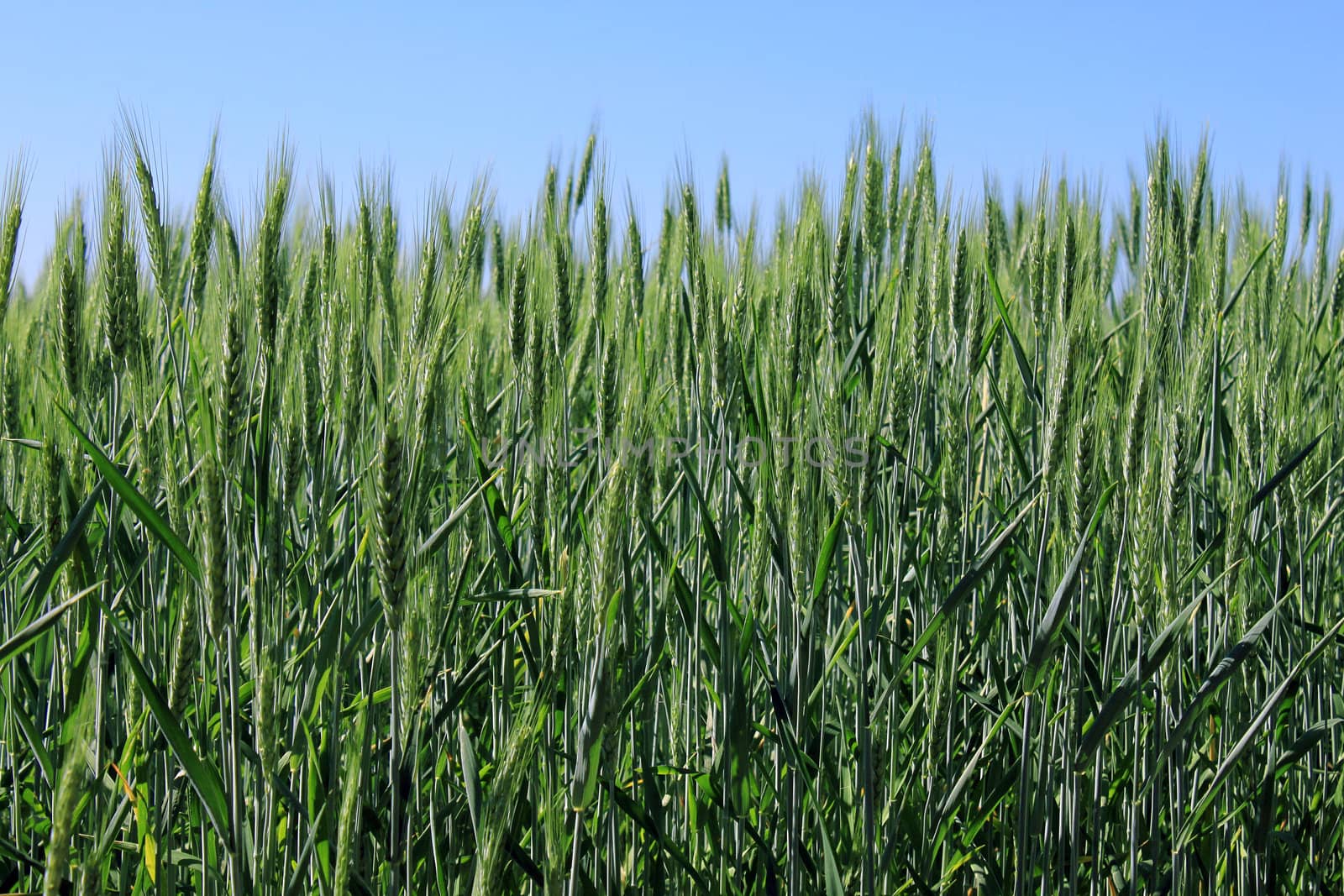 wheat field