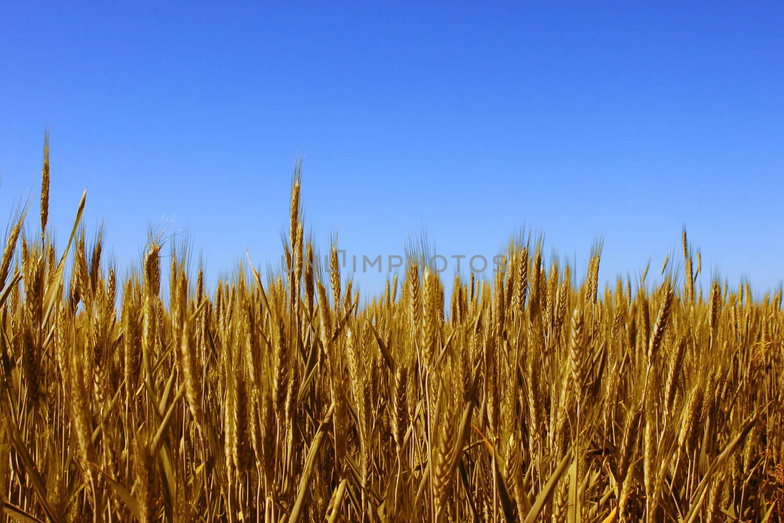 wheat field over blue sky