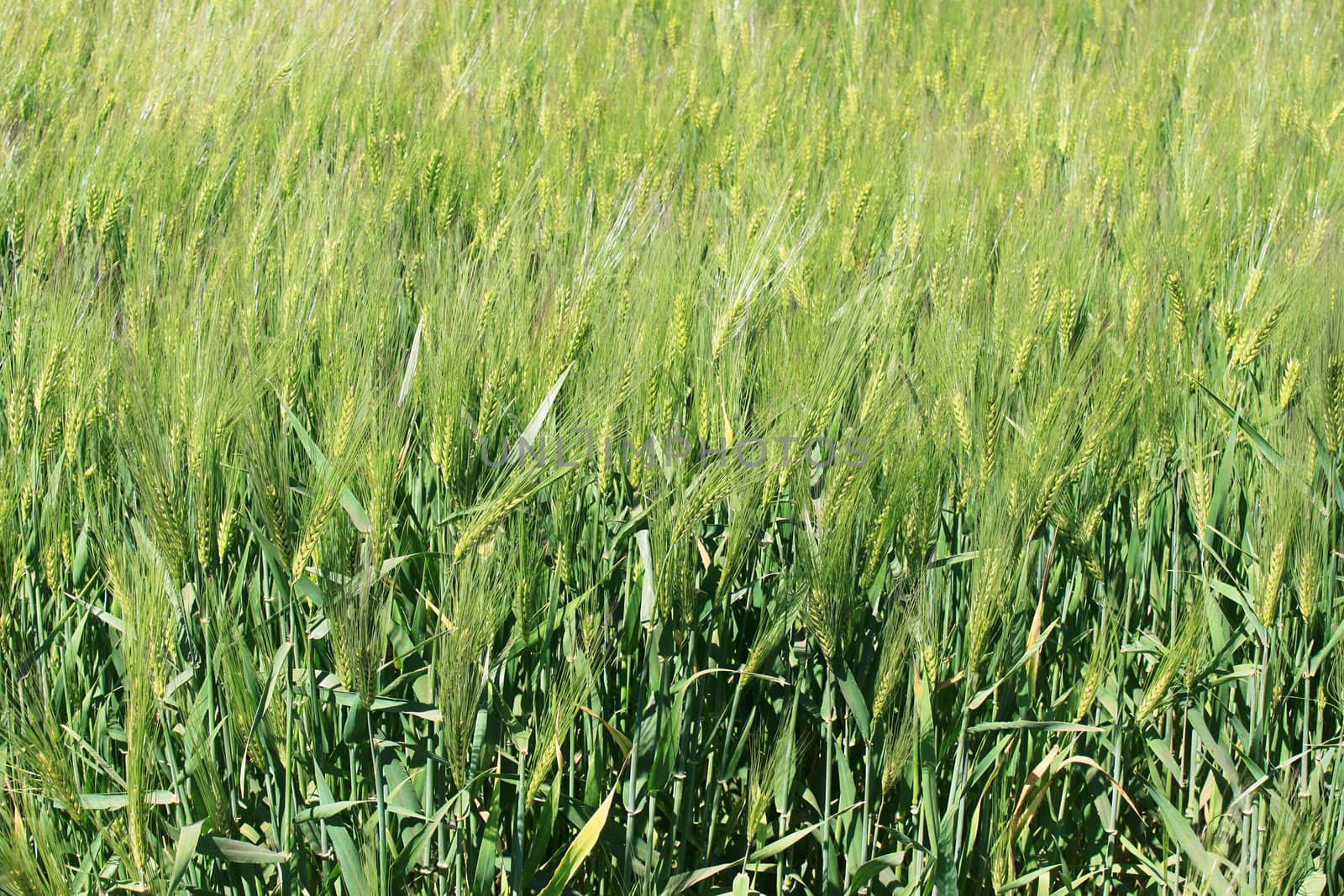 green wheat field