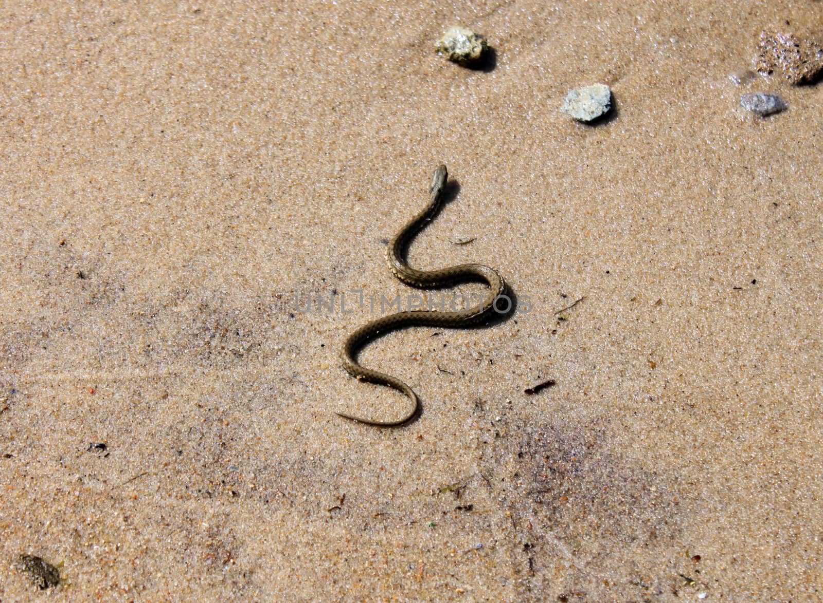 snake on sand