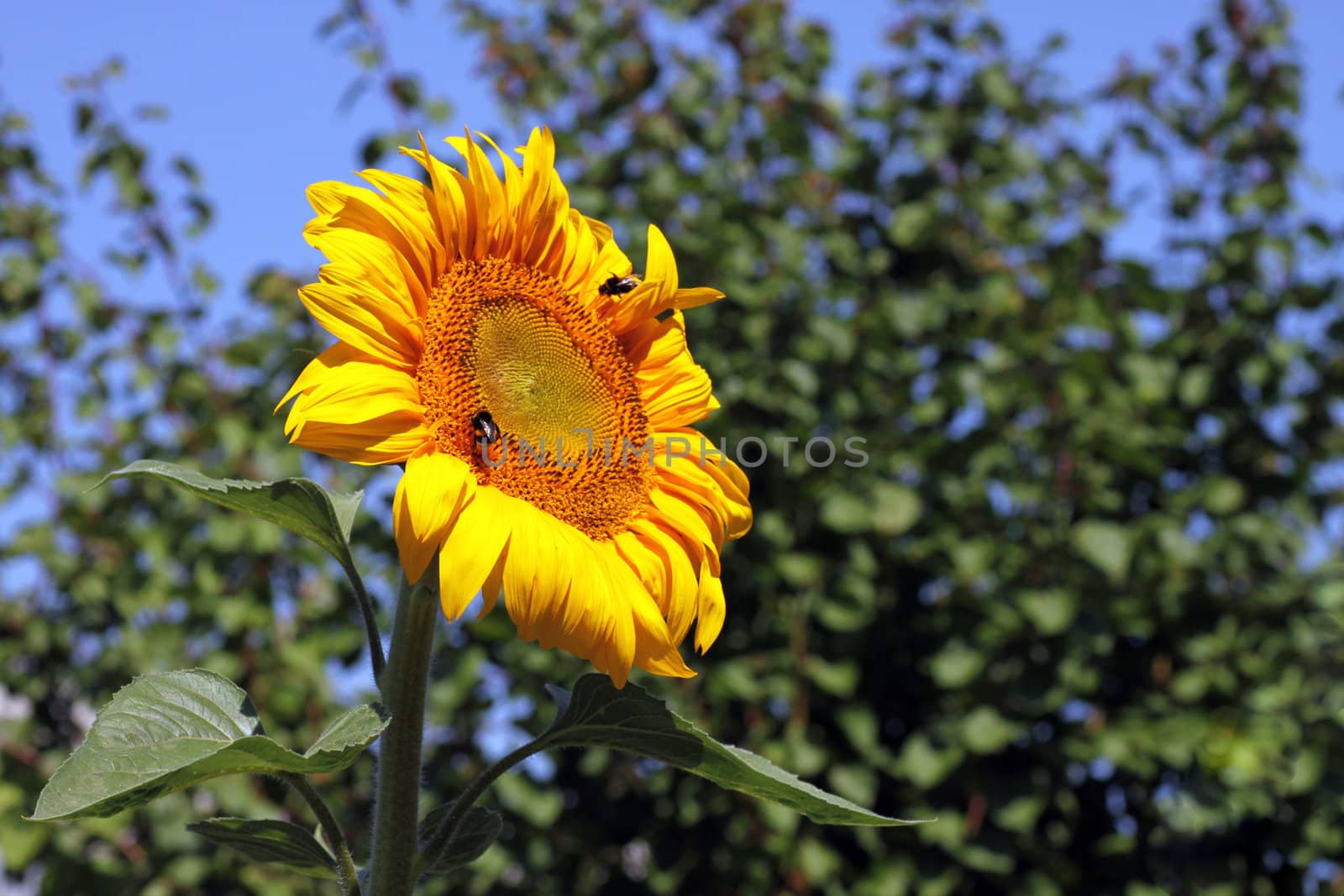 sunflower in a garden