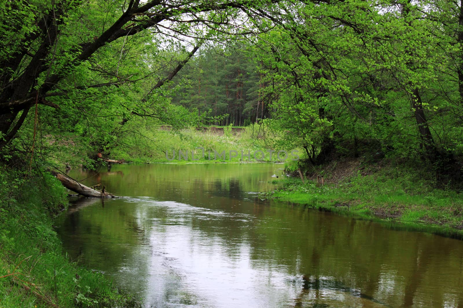 river in forest at spring