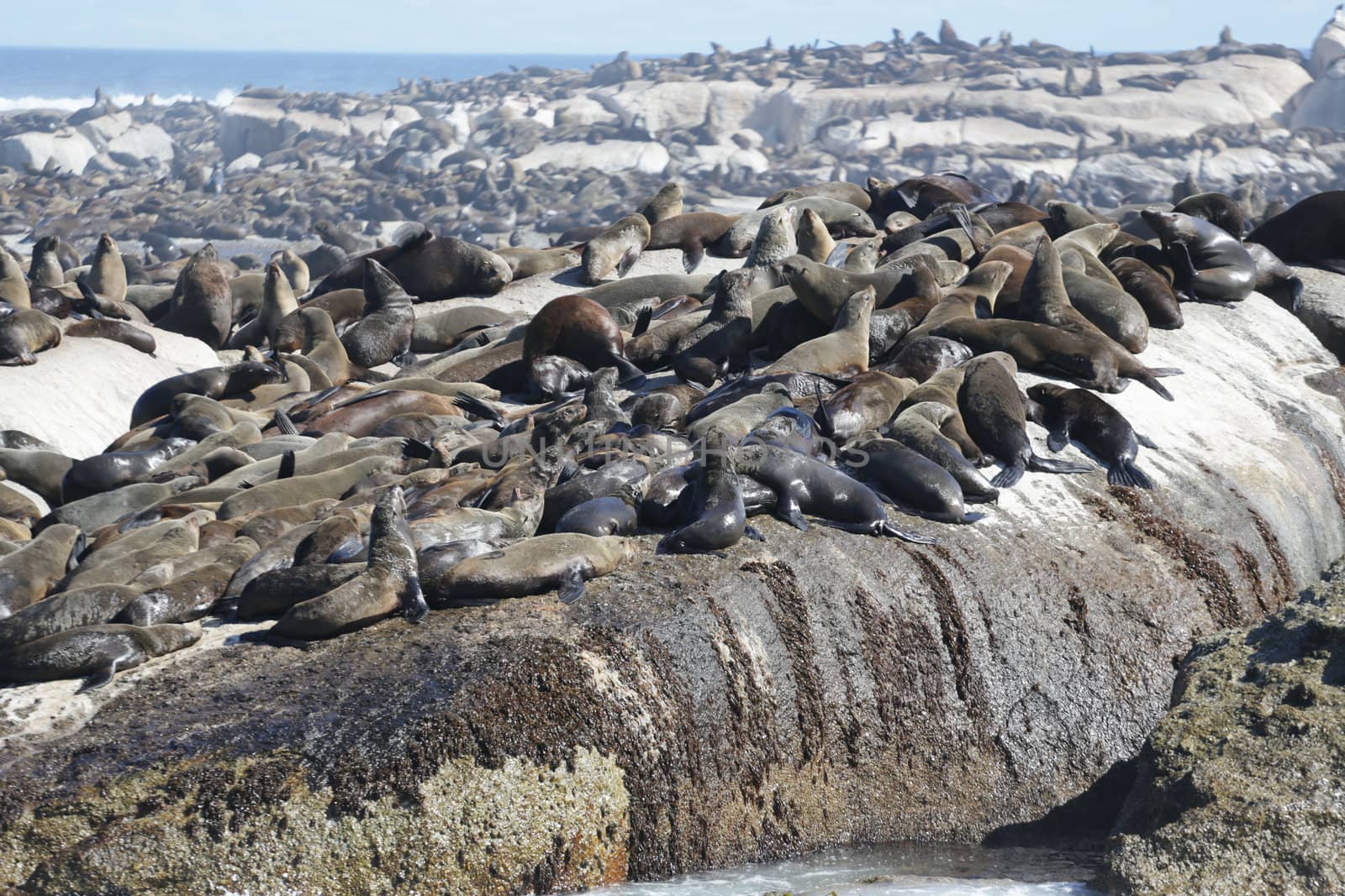 Thousands of seals sunning on Seal Island near the south western tip of South Africa