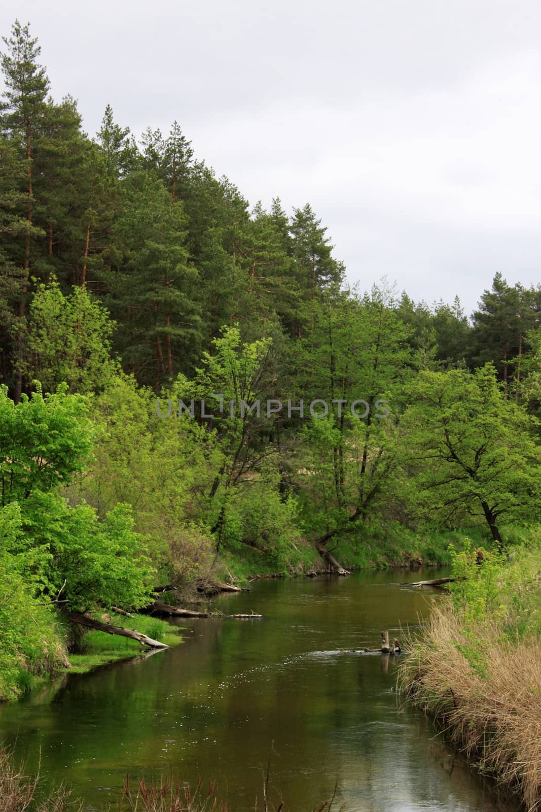forest near a river by romantiche