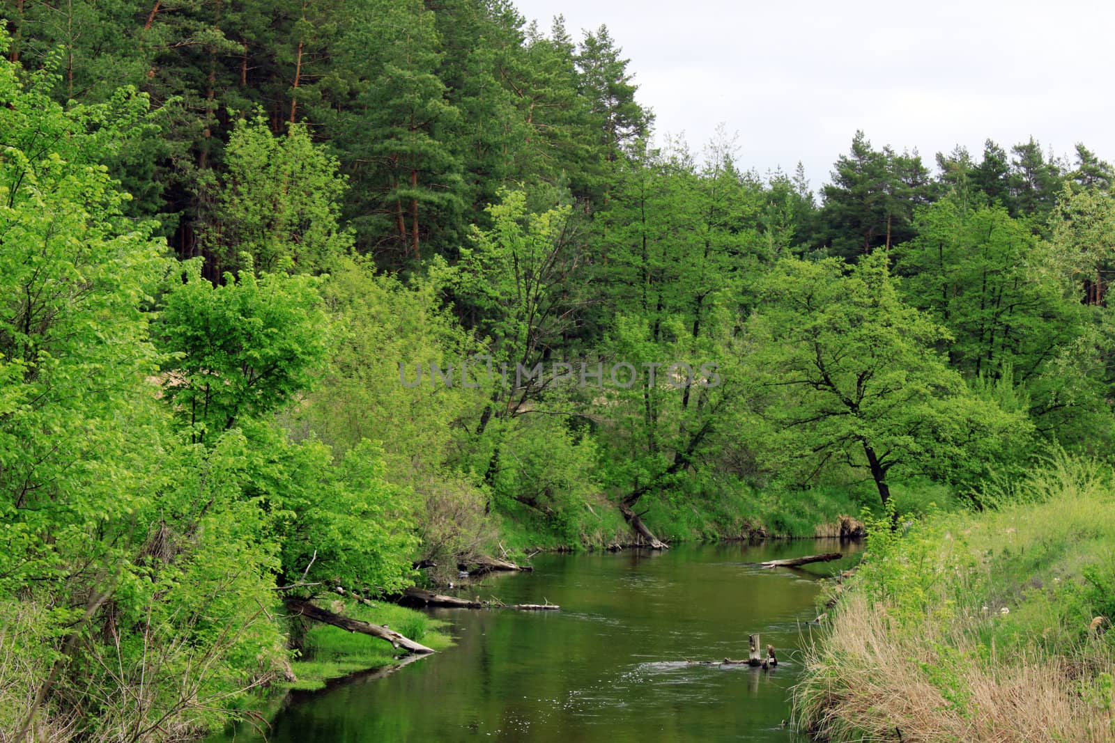 small river in forest