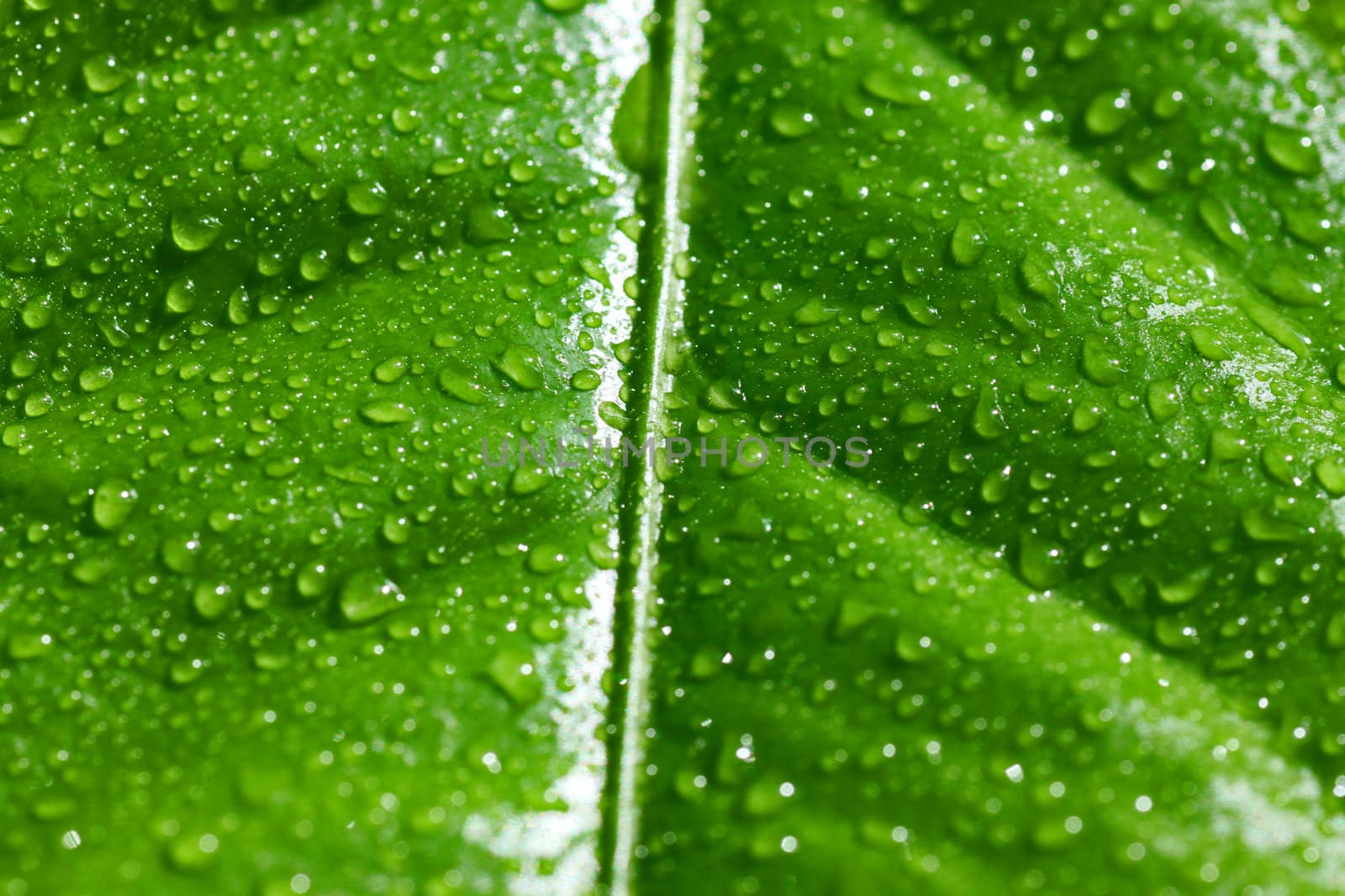 wet green leaf by romantiche