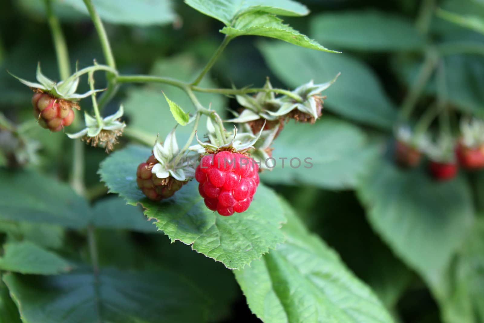 close up of raspberries