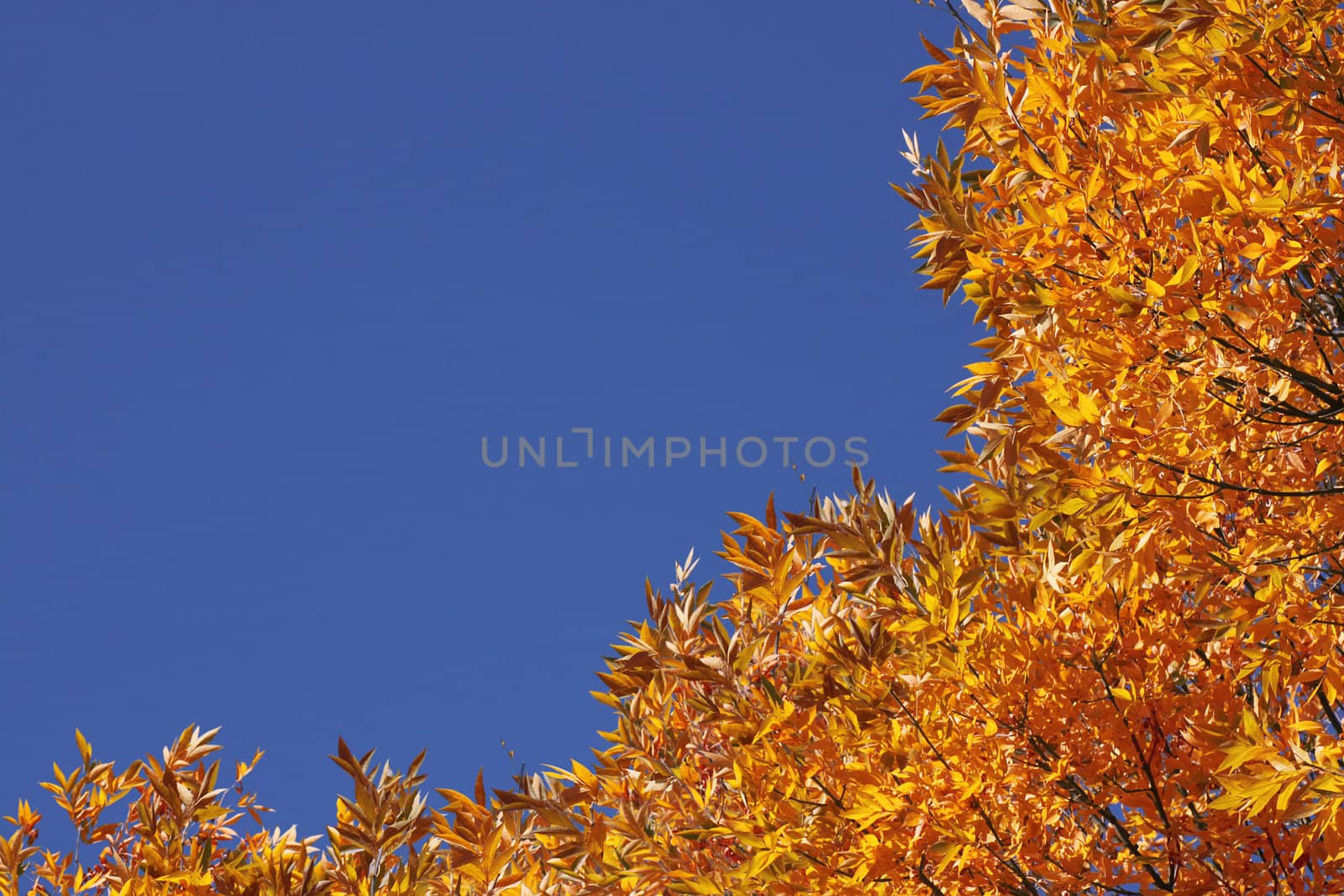 top of trees over blue sky at fall